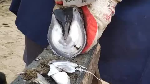 Horse hoof restoration