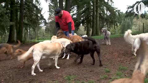 Doggie School Bus picks up pups for 'school'