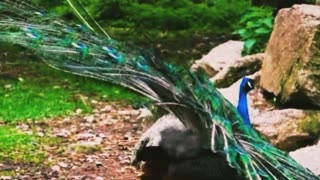 peacock