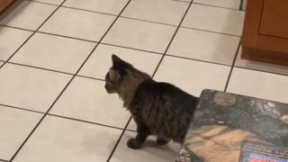 Spooked Kitty Dives Under Oven