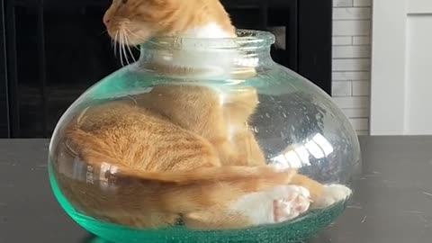 The cat enters the fishbowl