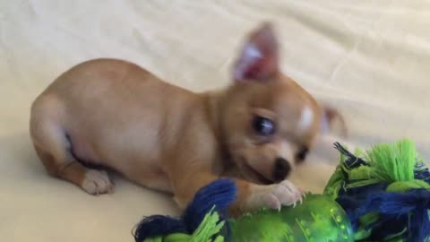 Adorable Baby Chihuahua Puppy Playing With First Toy