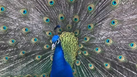 peacock dancing video