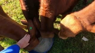 15 - Droughtmaster Calf training being feed Treats & Minerals 19.08.21