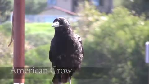 What Is the Difference Between a Raven and a Crow