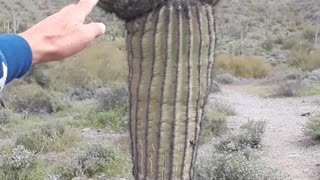 The "Michelin Man" Saguaro Cactus in Cave Creek, Arizona 3/30/23