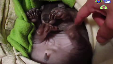 Baby Wombat Needs Oil Massages Every Day! | Baby 2 Big | Dodo Kids