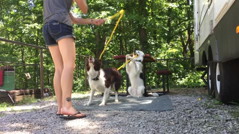 Dog helps owner turn jump rope for other dog!