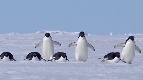 Busy Feet 🇦🇶 Cape Hallett