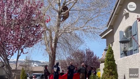 Bear drops from tree, caught by Nevada firefighters after getting stuck - USA TODAY