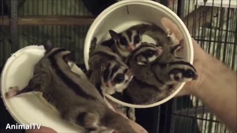 SUGAR GLIDERS Flying - Funny & Cute