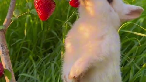 Building a Strawberry Tree for the Little Rabbit #PetCute #Rabbit #CountrysideCutePets