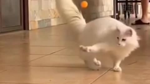 Funniest Cats dance keep smiling