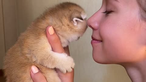 A cute cat and a cute dog