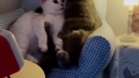 Cat couple having romantic movie night