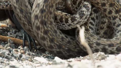 Iguana chased by killer snakes - Planet Earth II- Islands - BBC