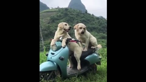 Cute dog moments Compilation 2023