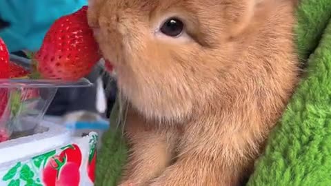 The little rabbit was caught stealing strawberries.