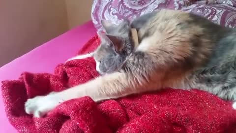 Cat Kneading And Sucking Blanket