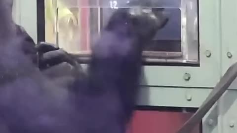 Smart Gorilla Can Count