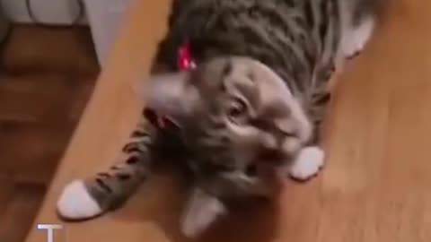 Funny cats videos 2022