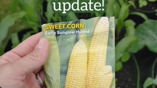 Early Sunglow Hybrid Corn 9 week update