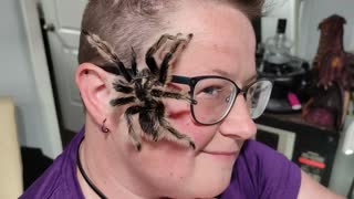Captive-Bred Tarantula Crawls Around on a Woman's Head