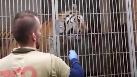 Have you ever seen a Tiger's Health Checkup?? Unbelievably cooperative.....