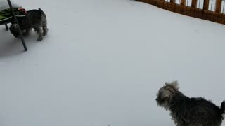 My little monsters Trixie and Ginger having fun after an ice storm!