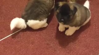 American Akita Puppies For Sale