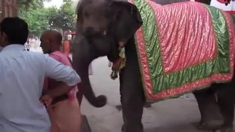 An elephant Aarti at Lord's Temple