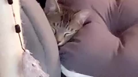 Baby kitten sleep peacefully