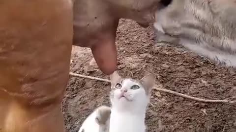 Cat craves milk