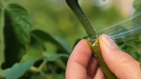 Innovative technique to grow the garden of your dreams