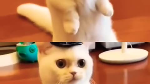 funny cat moments #caturdayvibes #cattime #cat