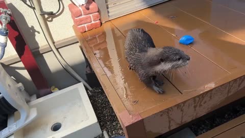 「金魚すくい」ならぬ「ドジョウすくい」 カワウソと勝負してみた! I tried my hand at "loach scooping" with an otter!