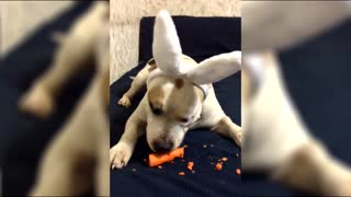 "Bunny rabbit" enjoys a nice delicious carrot
