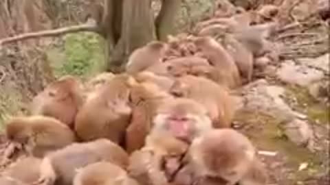 Hungry monkeys.