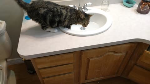 Cat wanting to drink from the sink