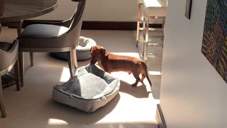 Doggy Drags His Bed into Warm Winter Sun