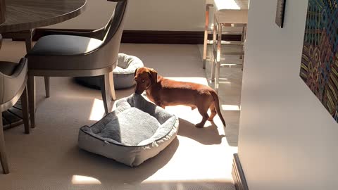 Doggy Drags His Bed into Warm Winter Sun