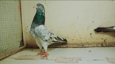 Beautiful pigeon breeder pair best flying