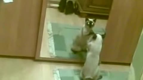 Cat reaction when watching himself for the first time on the mirrors