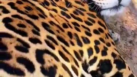Jaguar Loves Belly Rubs! SO CUT