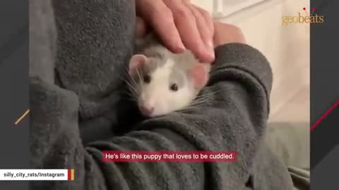 Woman brings home rat and discover has just like pappy