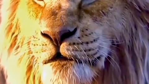Lion King Lion