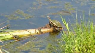 Small & large River Cooters sunning at the pond.