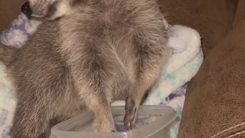 Lillie the Raccoon Enjoys a Late-Night Snack || Viral Verse