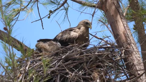 Eagle building a nest in a tree