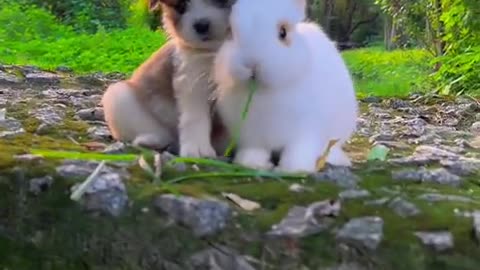 The dog also adores the cute little rabbit.